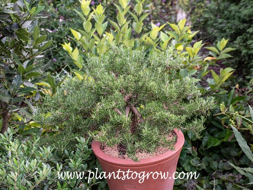 Roman Beauty Rosemary (Rosmarinus officinalis)